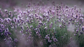 | All | English Lavender