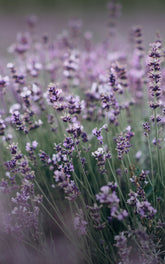 | All | English Lavender