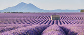 | All | English Lavender