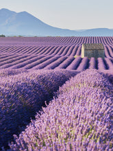 | All | English Lavender