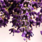 | All | English Lavender