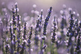 | All | English Lavender